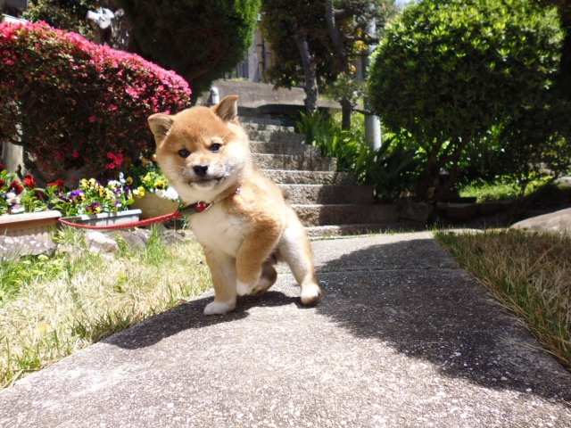吉澤タカシが好きな柴犬
