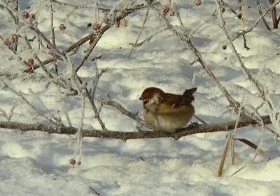 雪の積もる枝にとまる雀の様子